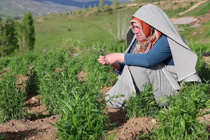 İstanbul’dan taşındığı köyünde yetiştiriyor, yurt dışına satıp servet kazanıyor