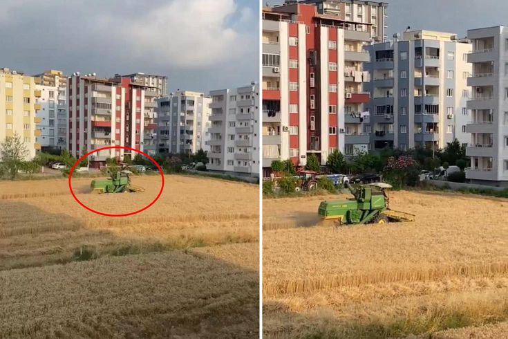 Apartmanların gölgesinde hasat! Arazisini isteyen müteahhitlere tek cümlelik yanıt veriyor