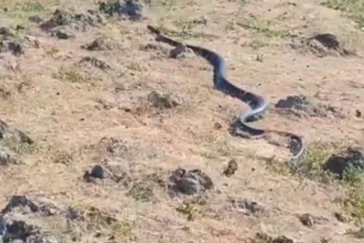 Diyarbakır'da yaklaşık 3 metre uzunluğunda yılan görüntülendi