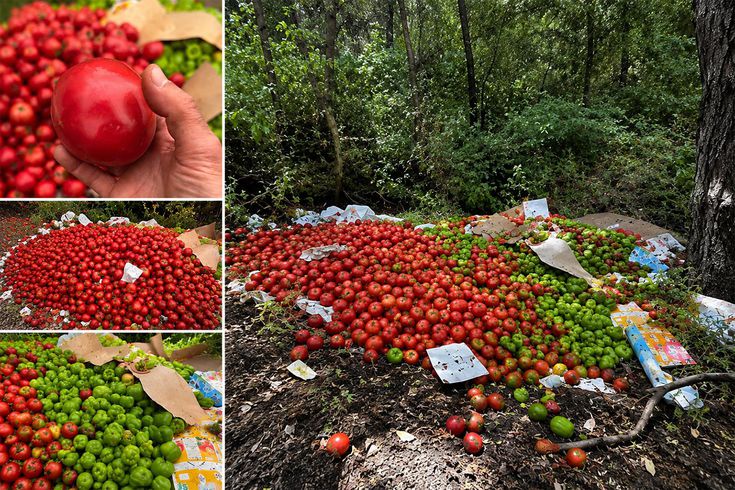 Çanakkale'de kilolarca sağlam sebzeyi ormana döktüler