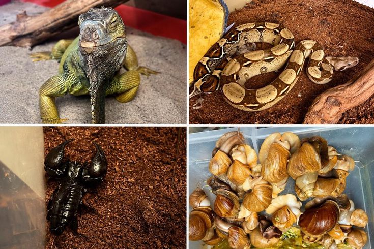 İstanbul'daki evden çıkanlar şaşkına çevirdi! Tarantula, akrep, savan varan ve daha fazlası...