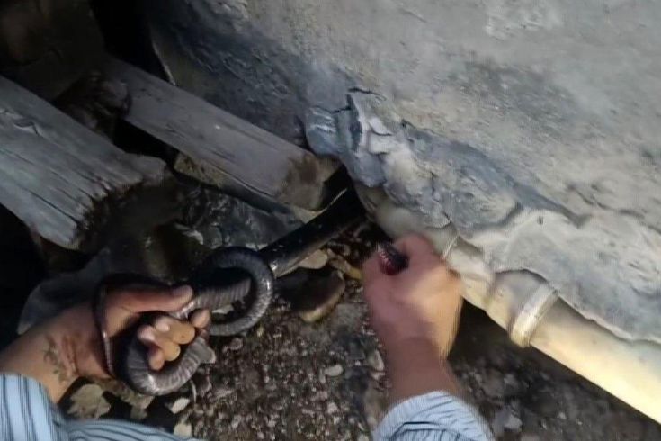 Hindistan değil Türkiye! Bakmaya bile korkanlar varken koca yılanı koluna doladı