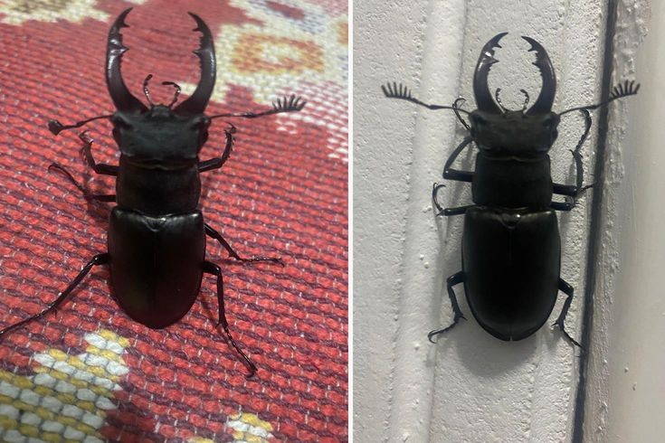 Menteşe'de evin balkonunda nadir görülen geyik böceği görüntülendi