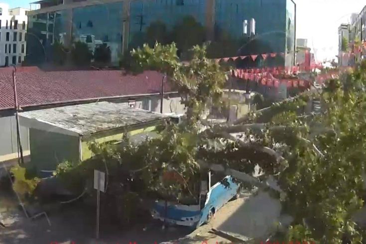 Osmaniye'de çınar ağacı, halk otobüsünün üzerine düştü: Saniyelerle kurtuldu