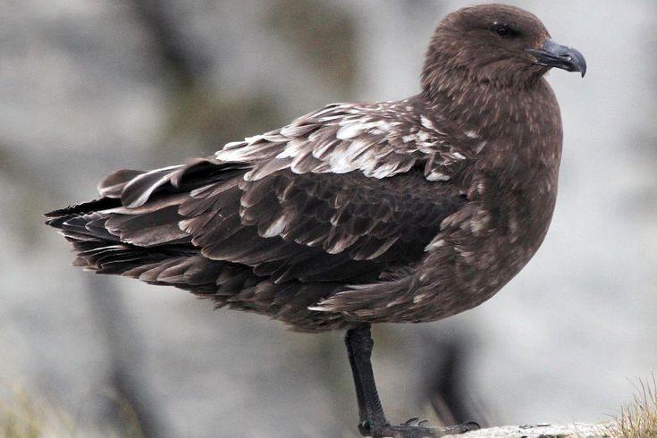 Avustralya ana karasında ilk H5N1 kuş gribi vakası görüldü