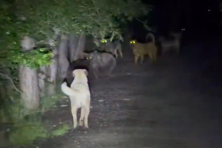 Sokak köpekleri ile ayılar kavga etti! O anlar kamerada