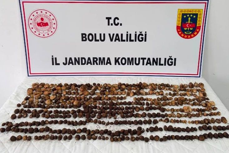Doğada bulup topladılar! Yakalanınca 2 milyon TL ceza yediler