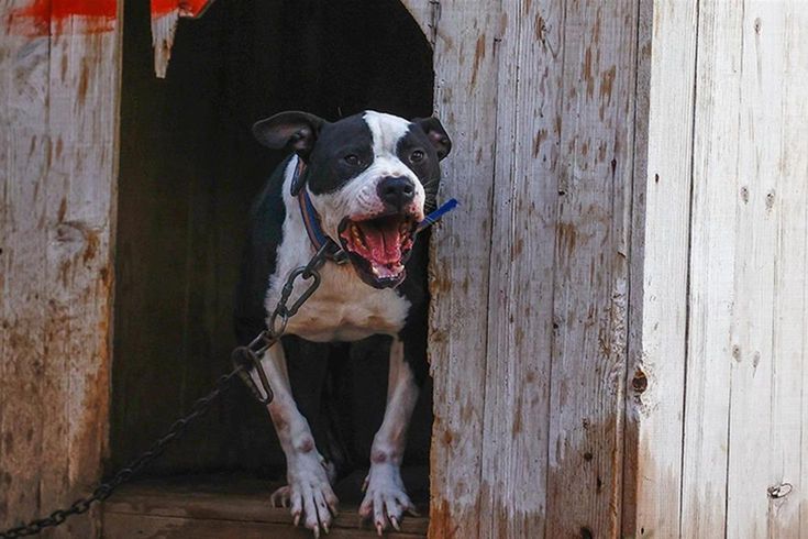 Küçük Asiye'yi yaralayan pitbull silah sayıldı