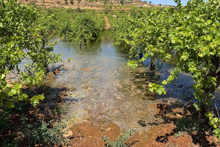 Batı Şeria'daki İsrailli yerleşimciler, Filistinlilerin tarım arazilerine kanalizasyon atığı bıraktı