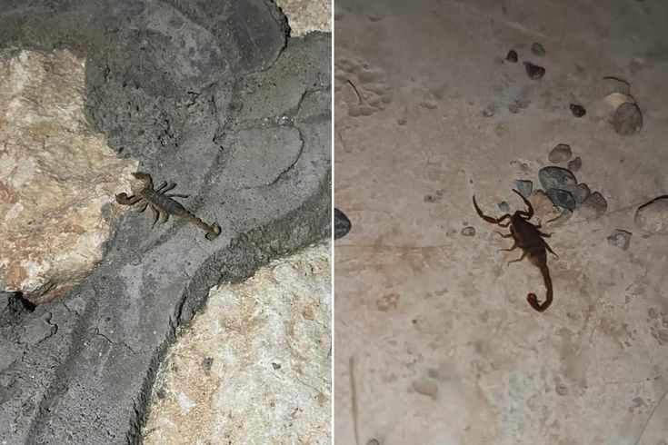 Şehri akrepler bastı! Her köşeden çıkıyorlar