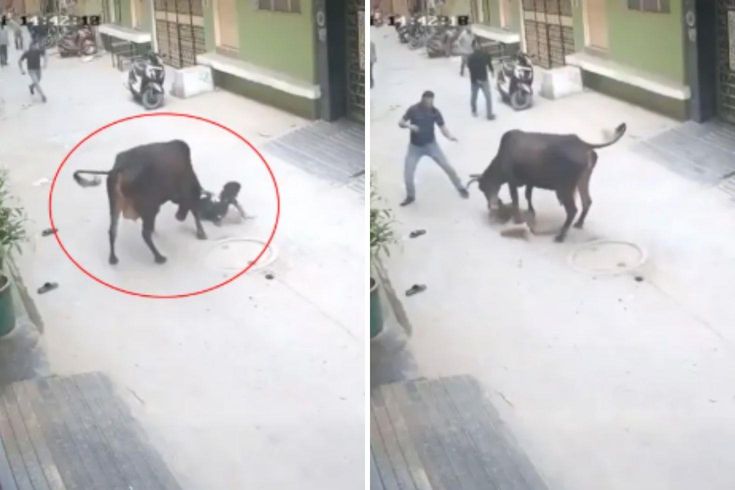 Çığlık sesleri mahalleyi ayağa kaldırdı! Başıboş inek küçük çocuğu saldırdı