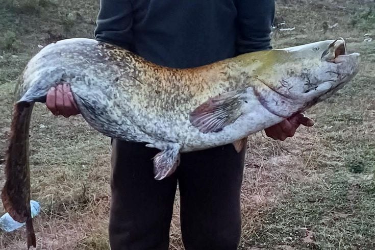 Amatör balıkçı oltayla 35 kilo yayın balığı yakaladı