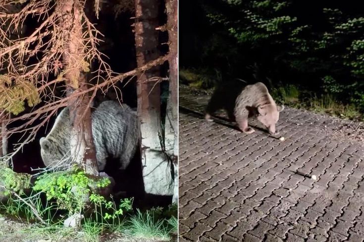 Uludağ'da ayının cüssesi hayrete düşürdü