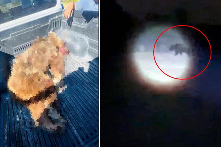 Seferihisar'a kabusu yaşatan ayı vurularak öldürüldü
