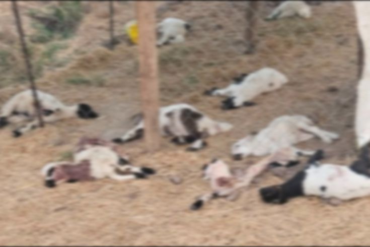 Diyarbakır'da köpeklerin saldırdığı 15 kuzu öldü