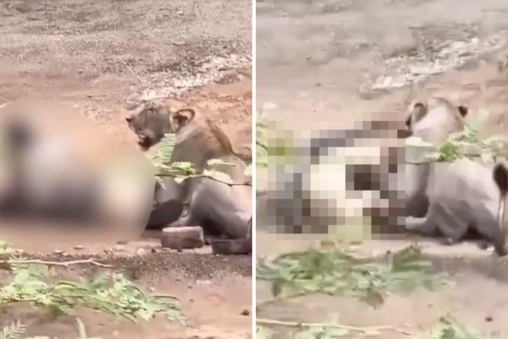 Vahşi saldırı kamerada! Dişi aslanın saldırısına uğrayan çoban ağır yaralandı