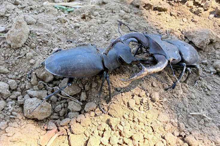 Nesli tükenme tehlikesi altındaki geyik böceği Gördes'te görüldü