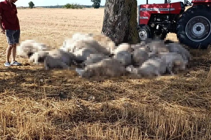 Edirne'de sağanak ve dolu yağışı: Yıldırım 30 koyunu telef etti, dolu çatılara zarar verdi