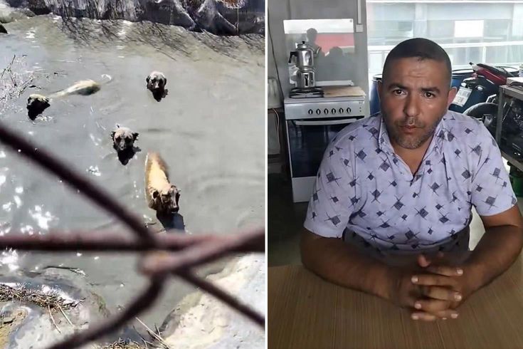 Köpekleri boğulmaktan kurtaran vatandaşı işten kovdular
