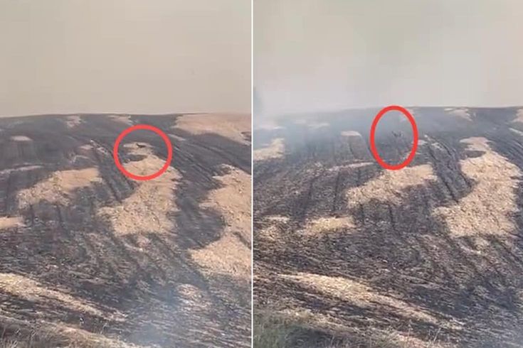 Yangın bölgesinden yürek yakan görüntü! Can havliyle kaçtı