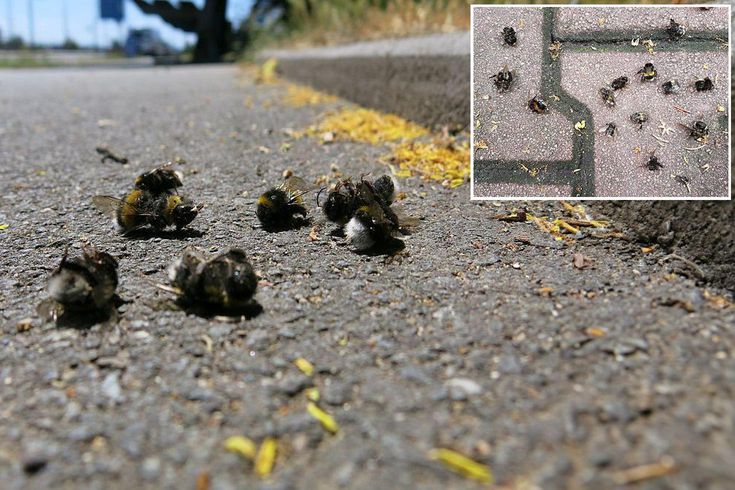 Uzmanlardan şaşırtan açıklama! Kaldırımlardaki ölü arıların nedeni ortaya çıktı