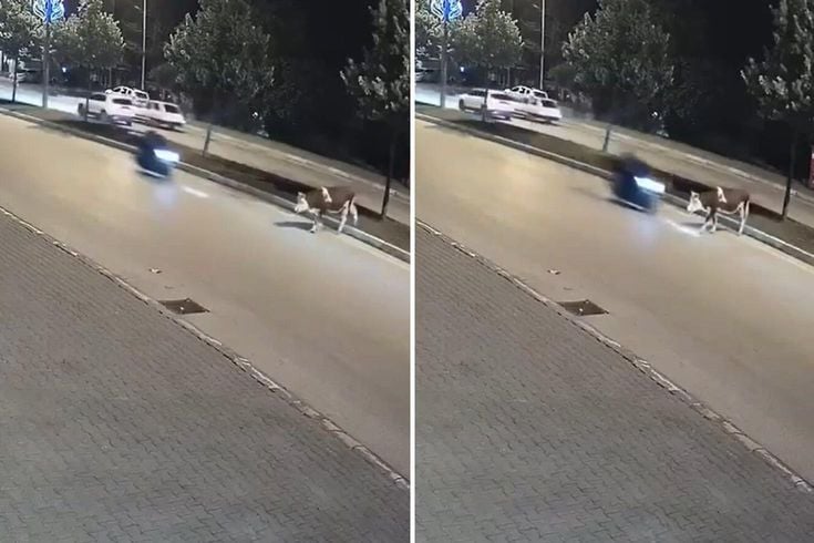 Motosikletlinin önüne bir anda çıktı: Zavallı hayvan olduğu yerde can verdi
