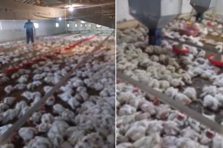 Teknik arıza faciaya dönüştü! 4 bin tavuk telef oldu