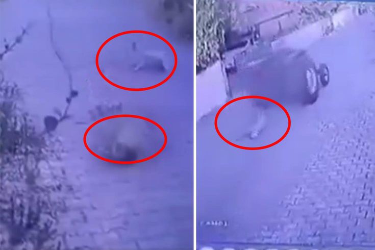 Dikili'de köpeklere ateş açan şüpheli tutuklandı