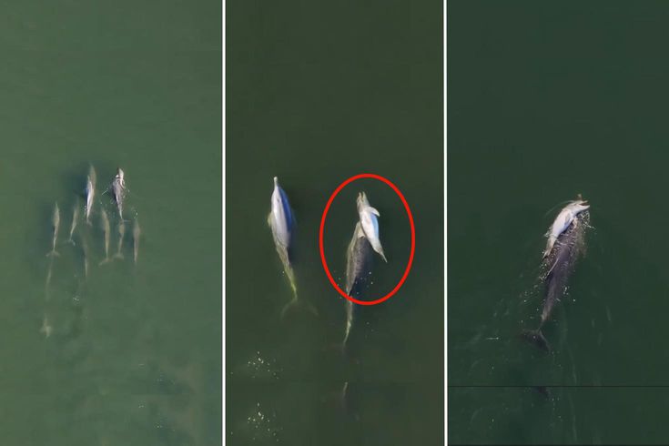 She carried her calf for days: the heartbreaking farewell of a mother dolphin