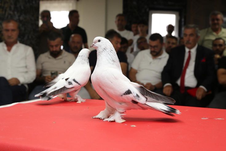 Güvercin deyip geçmeyin: Fiyatını duyan hayret ediyor! Kırmızı halıda boy gösterdiler