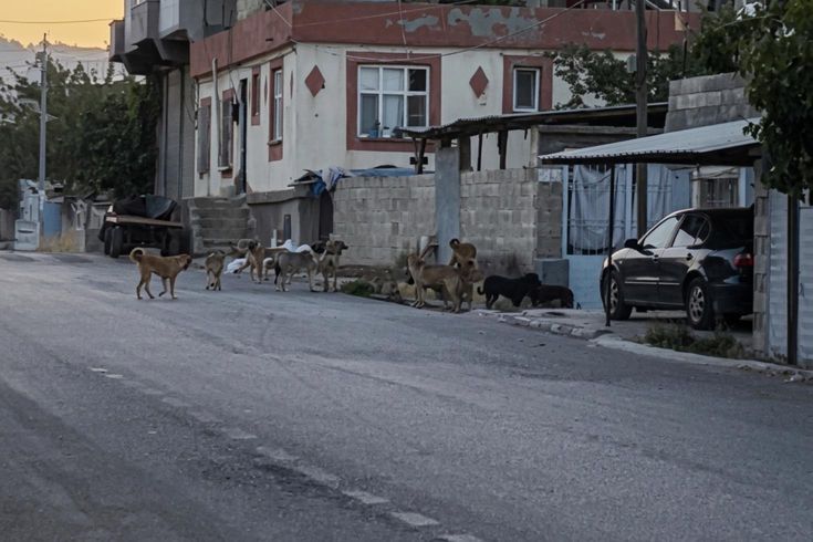 Gaziantep'te tedirgin eden görüntü: Başıboş sokak köpekleri adeta mahalleyi ele geçirdi