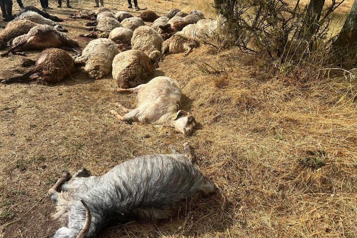Otlatmak için araziye çıkardı! 36’sını birden kaybetti