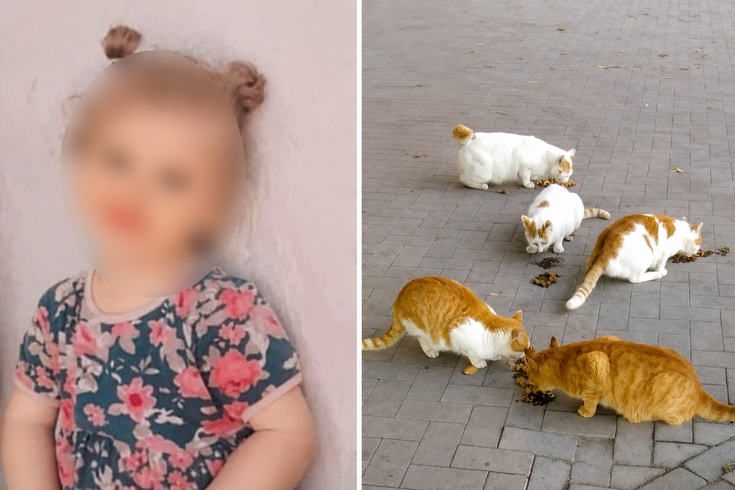 Kedi ısırmıştı: 4 yaşındaki çocuk kuduzdan hayatını kaybetti