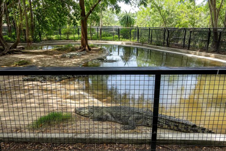 Crocodile kills worker in Papua New Guinea
