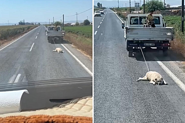 Köpeği kamyonetin arkasına bağlayıp sürükleyerek götürdü