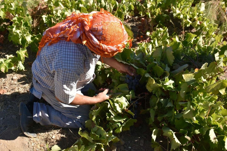 Kavacık üzümü bahçede 60, markette 200 lira! Üretici aradaki fiyat uçurumuna isyan etti