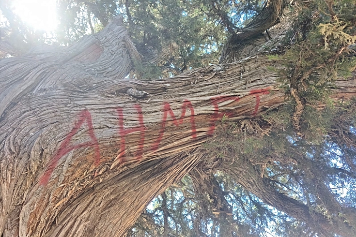 Konya'da 2 bin yıllık anıt ardıç ağacı tahrip edildi: Bakanlık inceleme başlattı