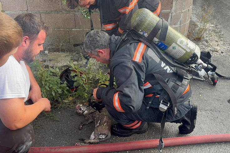 Sakarya'da yangında dumandan etkilenen kediye kalp masajı yapıldı, kurtarılamadı