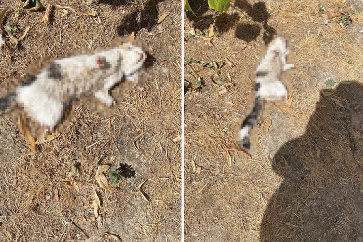 Kütahya'da esnafın beslediği kedi, bacakları kesilmiş halde bulundu