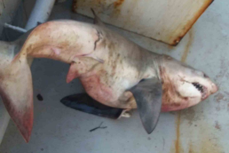 Saros'ta ağları toplayan balıkçılar orkinos sandı! Tekneden 65 kiloluk köpek balığı çıktı