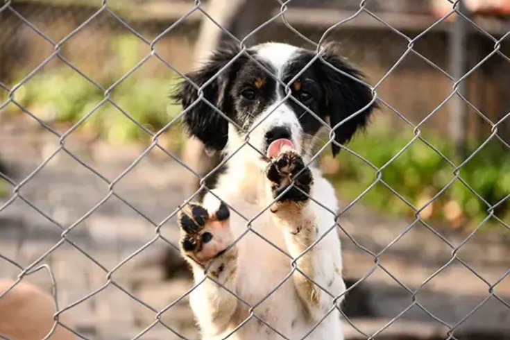 Ankara'da sahipsiz köpekleri beslemek yasaklanmıştı! Mahkeme kararı iptal etti: Doğrudan yasak ölçülü değil