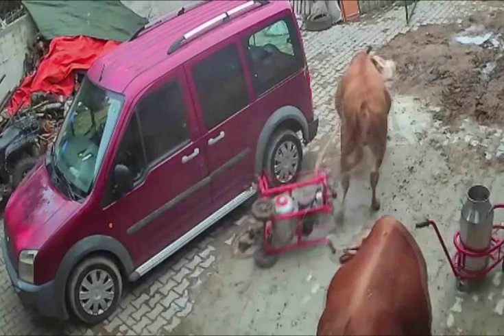 Amasya'da öfkeli boğa komşu ahıra daldı! Süt sağım makinesini boynuzuna takıp sürükledi