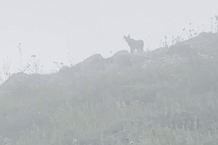 Yer: Sivas! Ormanın hayaletiyle burun buruna geldi