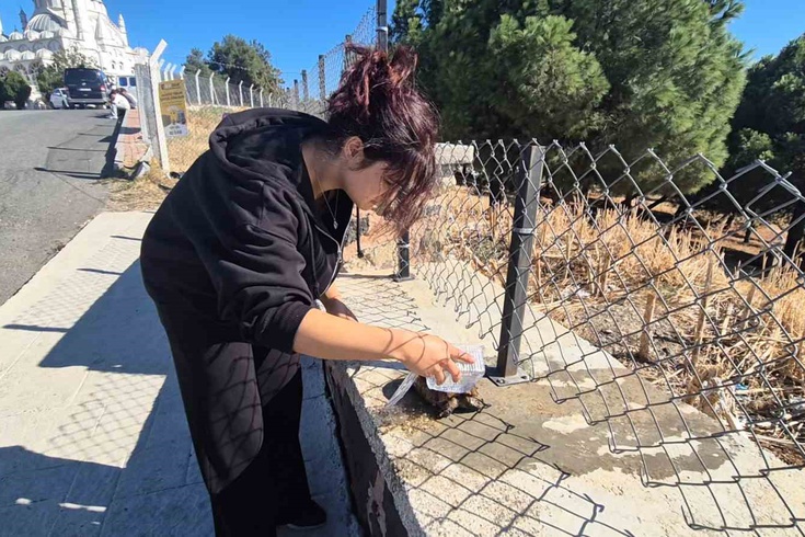 Tekirdağ'da alevlerin arasında kalan kaplumbağa son anda kurtarıldı! Vatandaş üzerine su döküp serinletti