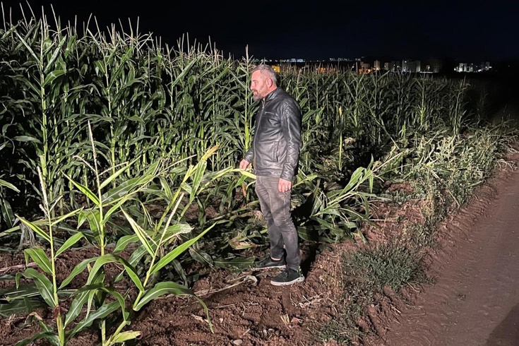 Mısır tarlası talan edilince gece boyu nöbete başladı! Karşısında görünce...