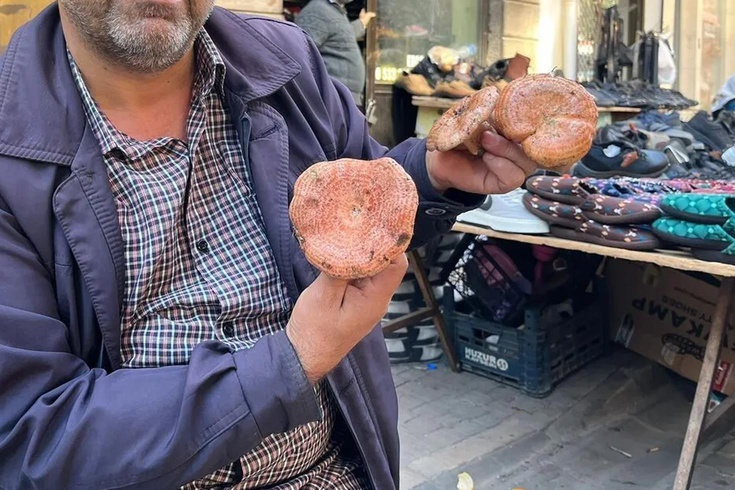Ormandan topluyorlar, kilosunu 500 liradan satıyorlar