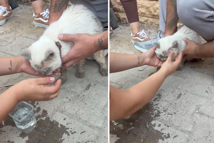 During debris removal in Maltepe, a cat was pulled out alive from between pieces of concrete.