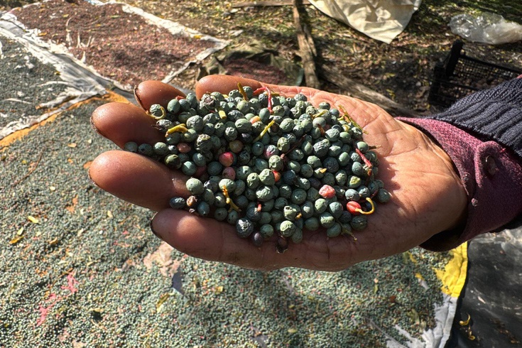Terebinth, which grows abundantly in Akseki, is sold at 250-300 per kilo, and its oil at 1,200 lira per liter.