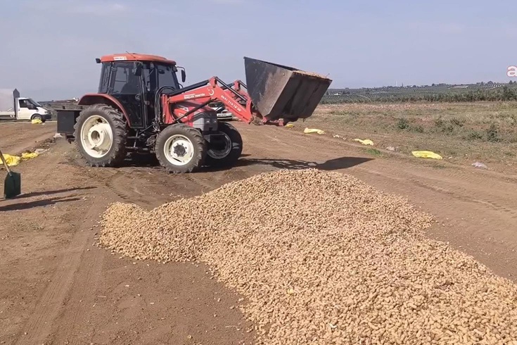 Tohumu 300 lira, ürünü 50 lira etmiyor! Çiftçiler dereye dökecek