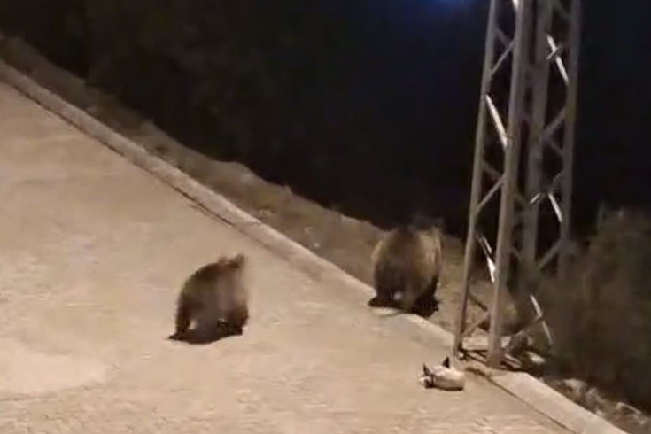 Yozgat'ta ayı ailesi mahallede